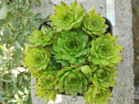 Sempervivum tectorum var.arvense
